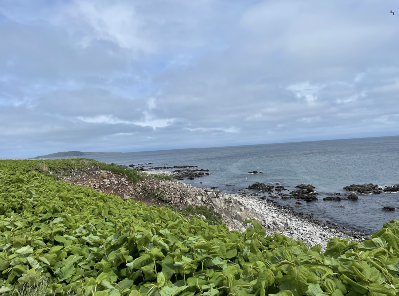 黒崎海岸滿地的黑尾鷗