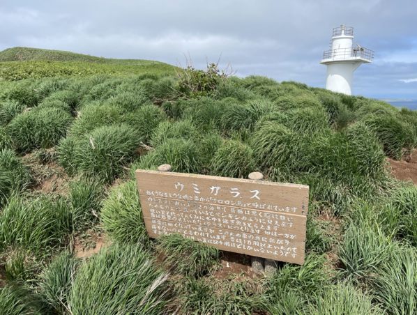 角嘴海雀巢區步道與赤岩埼灯台