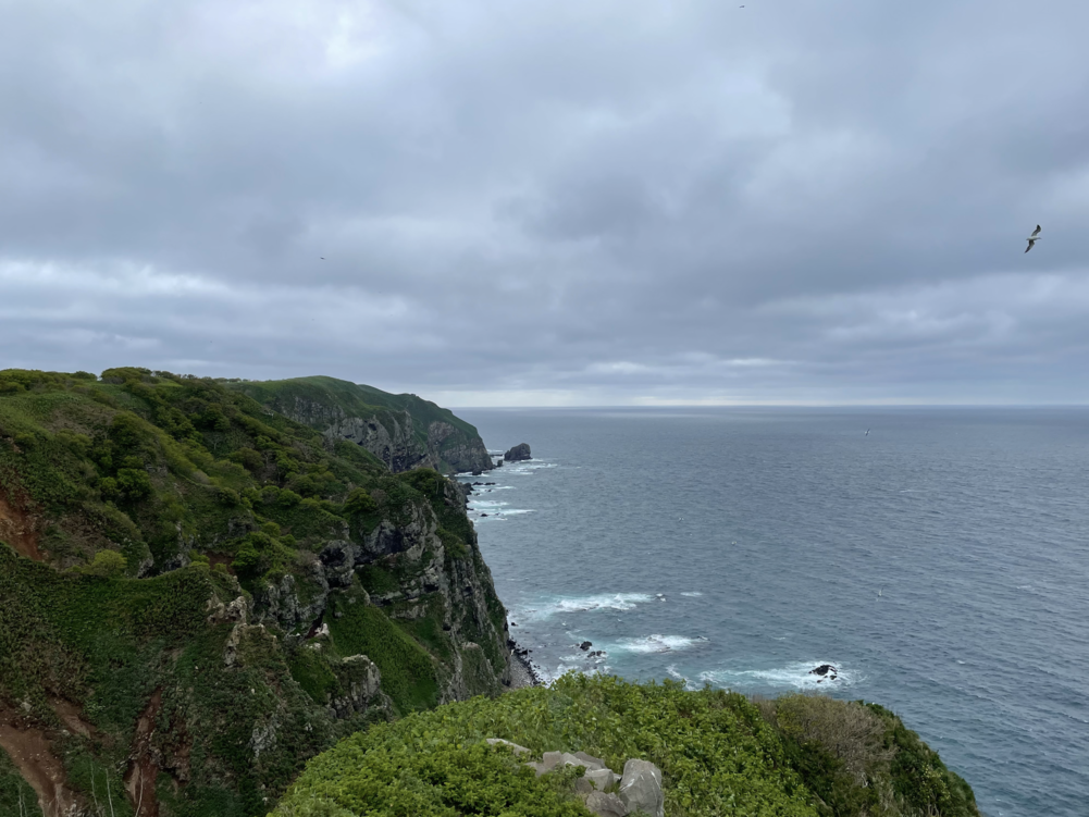 観音岬展望台可見雨燕