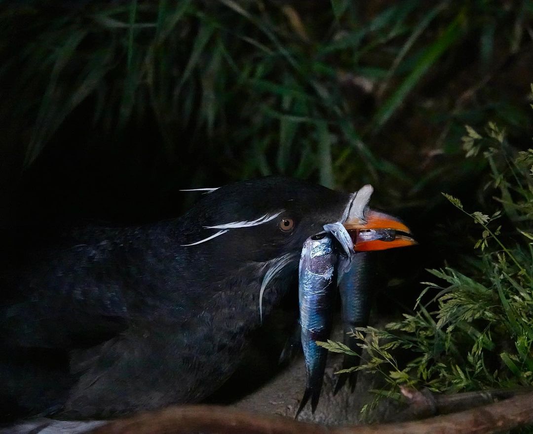 ウトウ帰巣近距離觀察