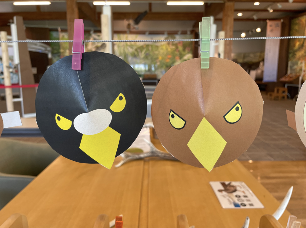 ウトナイ湖野生鳥獣保護センター展示